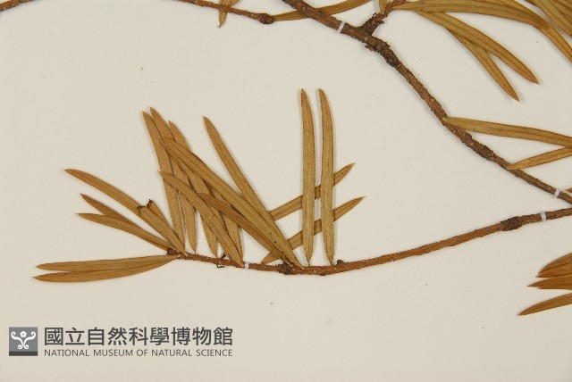 雲南油杉、杉松藏品圖，第4張