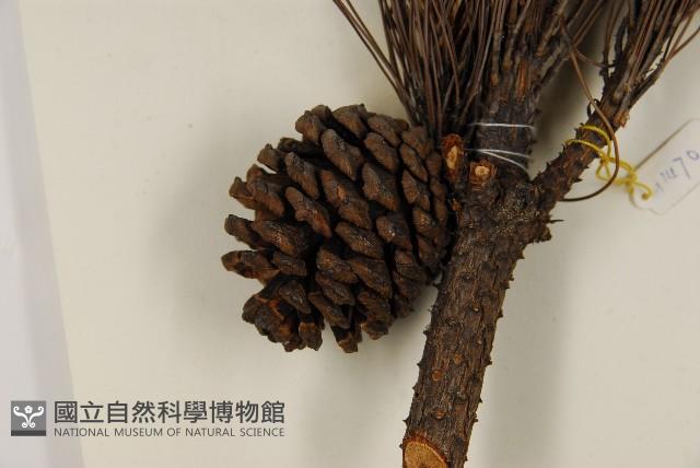 臺灣二葉松藏品圖，第3張