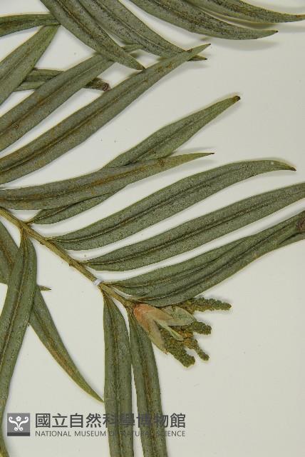 臺灣穗花杉藏品圖，第4張