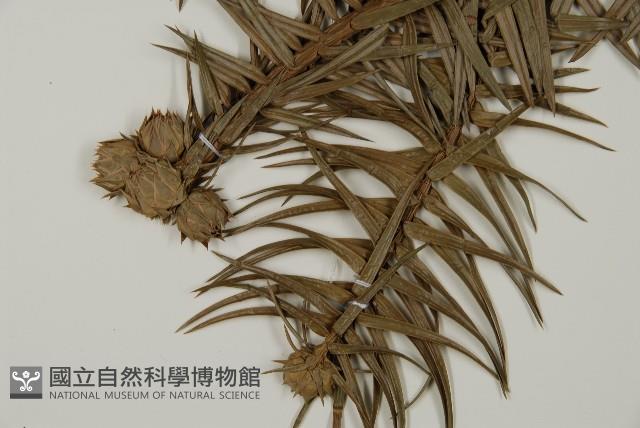 杉木藏品圖，第4張