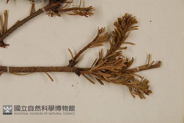 臺灣冷杉藏品圖，第4張