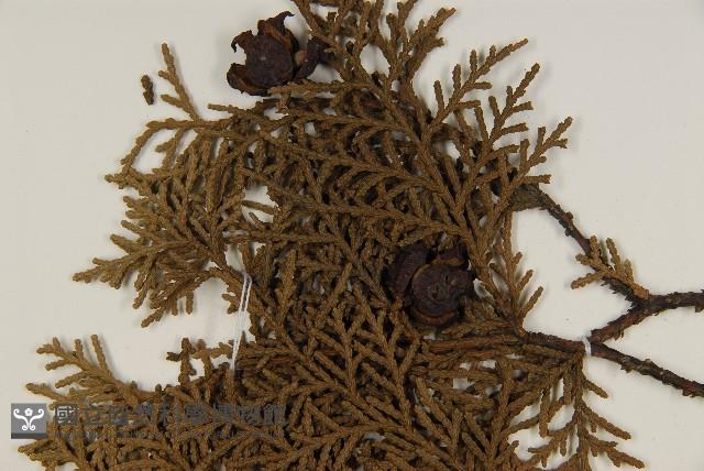 側柏藏品圖，第4張