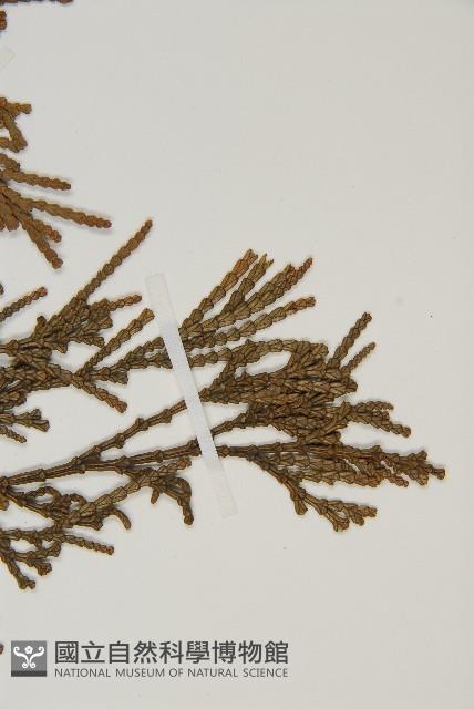 台灣肖楠藏品圖，第4張