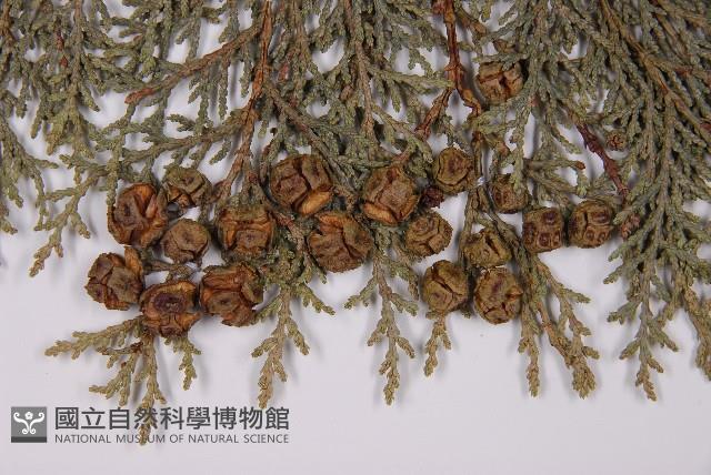 臺灣扁柏藏品圖，第4張