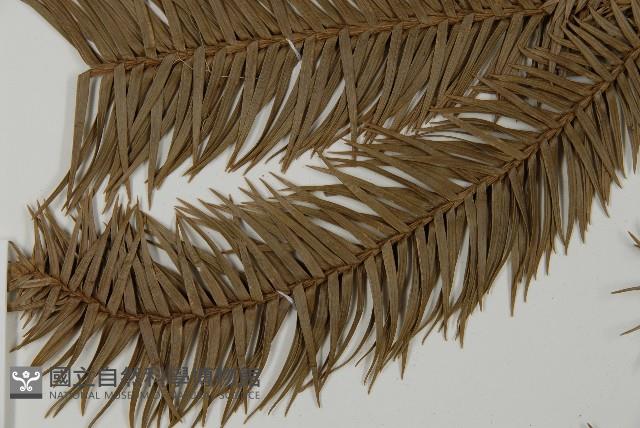 巒大杉、香杉藏品圖，第4張