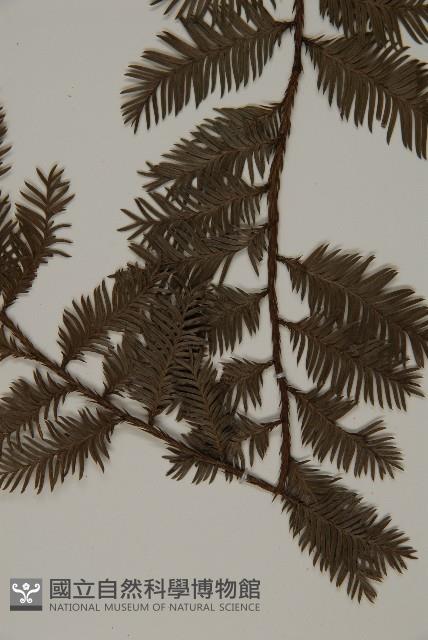 登錄號:G001106藏品圖，第4張