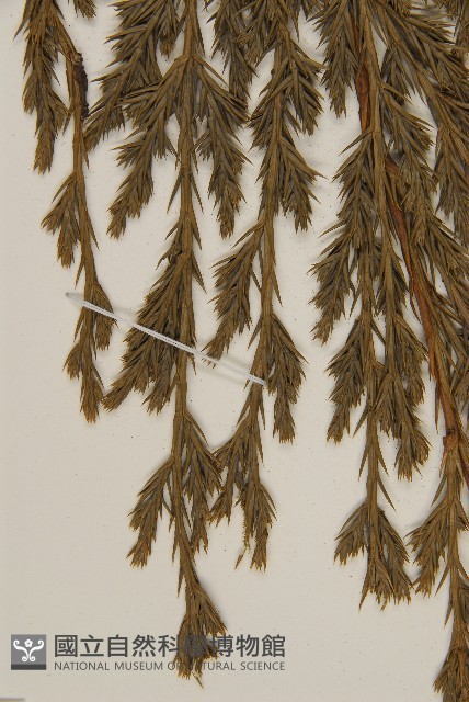 檜柏藏品圖，第4張