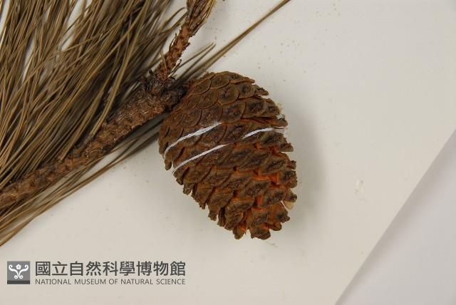 臺灣二葉松藏品圖，第3張