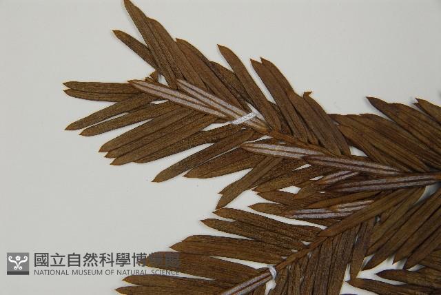 日本粗榧藏品圖，第4張