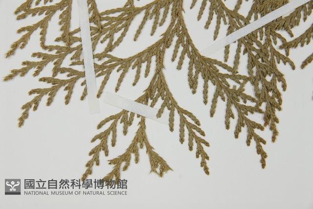 日本花柏藏品圖，第4張