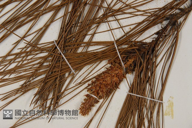 臺灣二葉松藏品圖，第3張