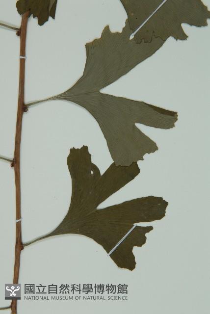 銀杏藏品圖，第4張