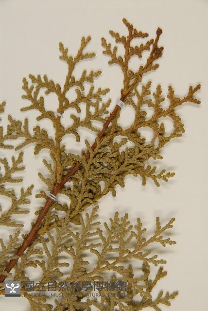 側柏藏品圖，第4張