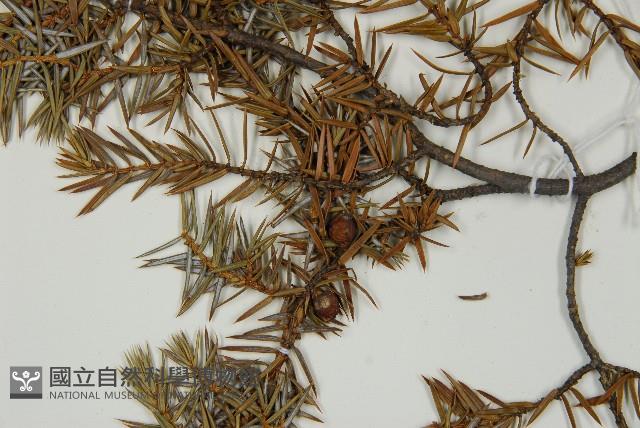 刺柏藏品圖，第4張