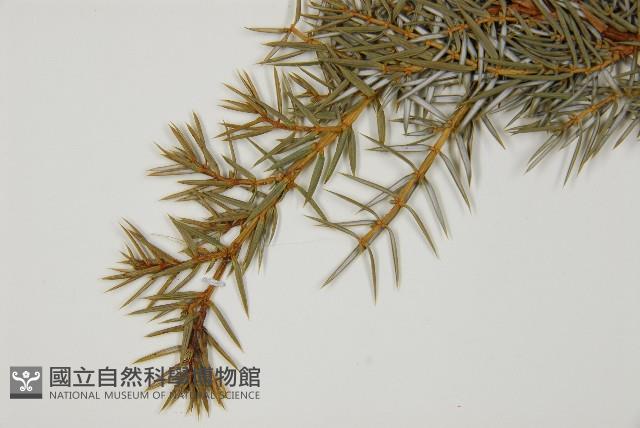 刺柏藏品圖，第4張