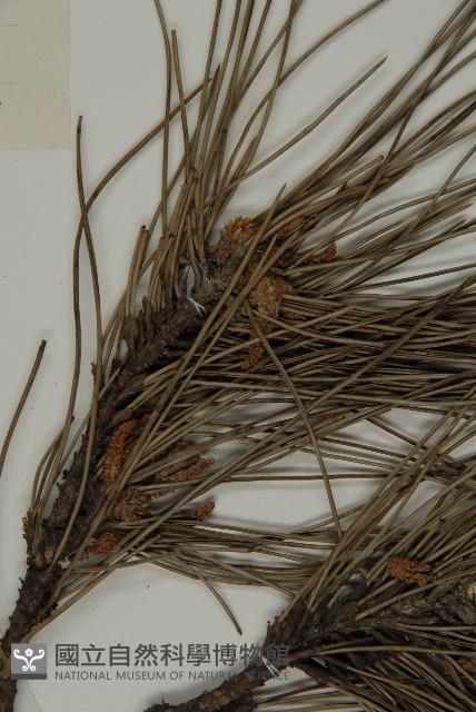 黑松藏品圖，第4張