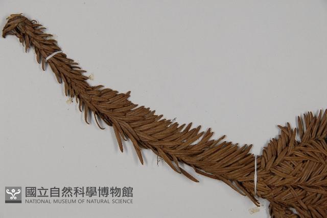 香杉、台灣杉木藏品圖，第4張