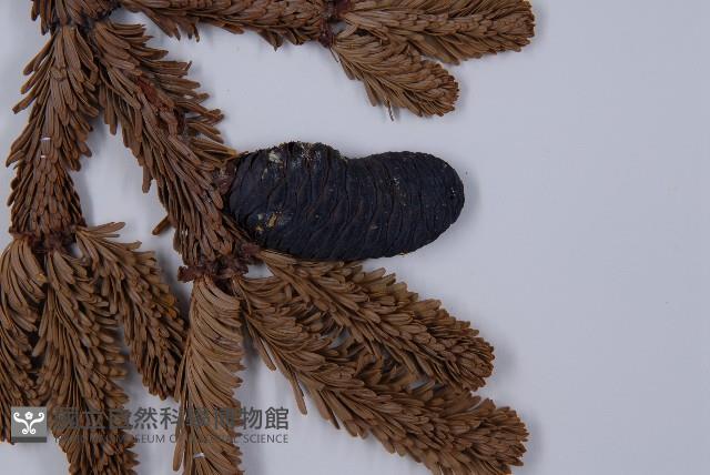 臺灣冷杉藏品圖，第3張