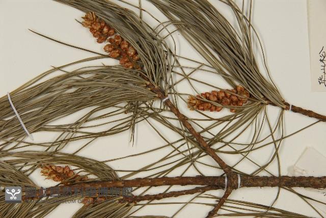 華山松藏品圖，第4張