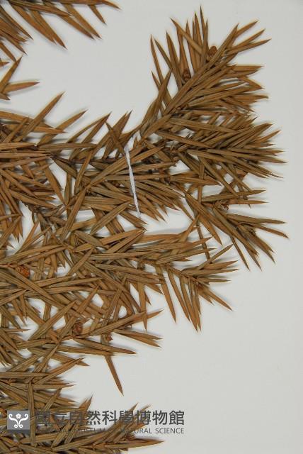 刺柏藏品圖，第4張