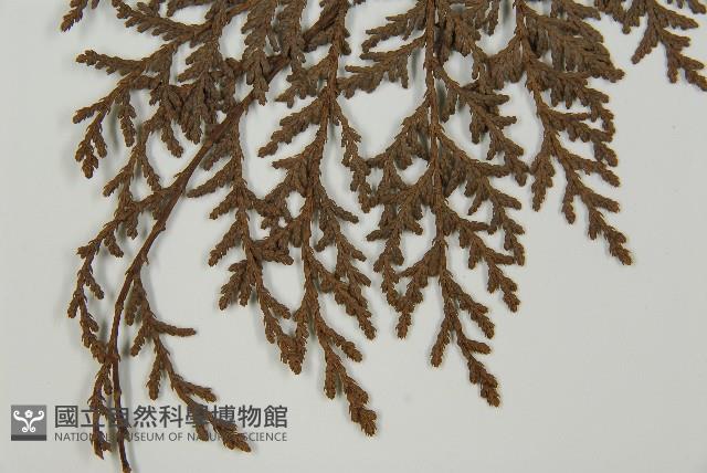 紅檜藏品圖，第4張