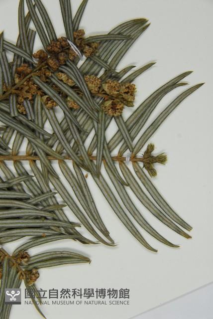 臺灣粗榧、台灣三尖杉藏品圖，第4張
