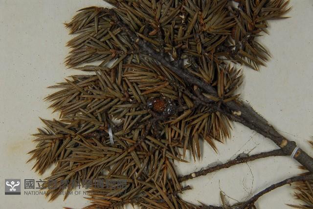 刺柏藏品圖，第4張