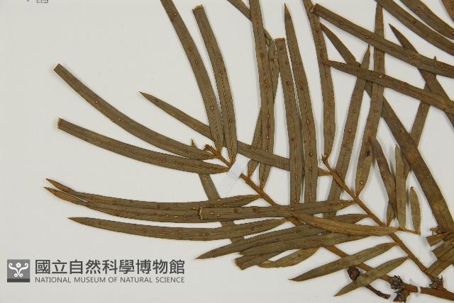 三尖杉藏品圖，第4張