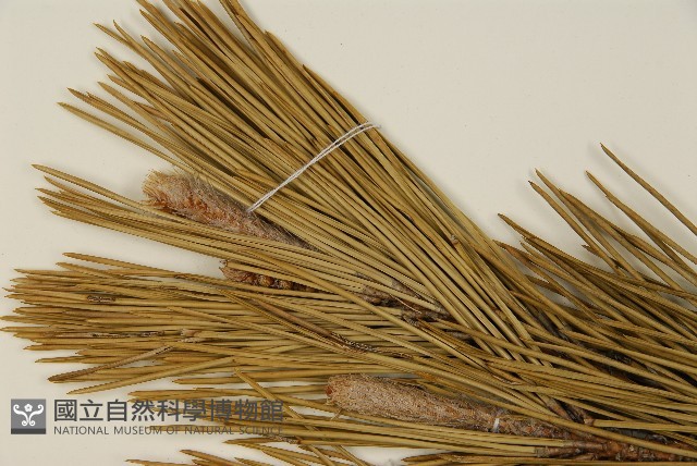 登錄號:G000882藏品圖，第4張