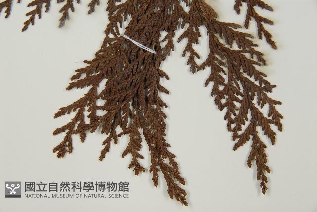 紅檜藏品圖，第4張