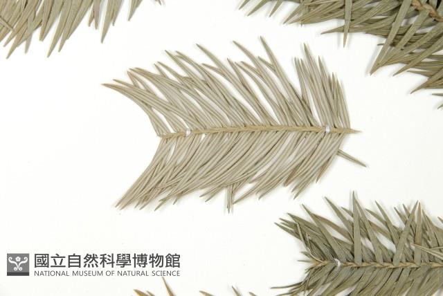 巒大杉、香杉藏品圖，第4張