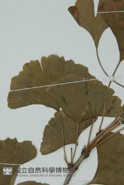 銀杏藏品圖，第4張