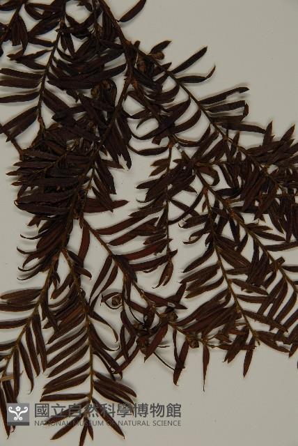 臺灣紅豆杉、紫杉、南方紅豆杉藏品圖，第4張