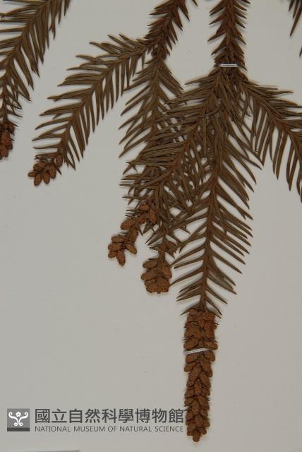 柳杉藏品圖，第4張