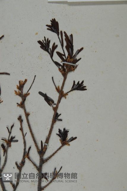 臺灣鐵杉藏品圖，第4張