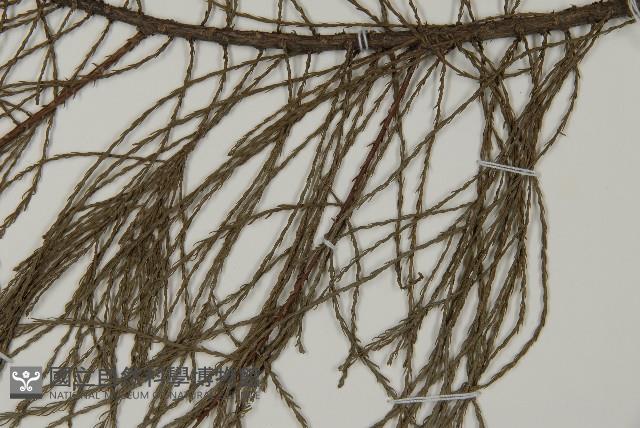 池杉藏品圖，第4張