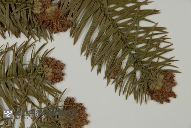 杉木藏品圖，第4張