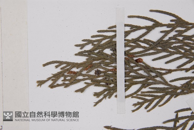 柏木、柏樹藏品圖，第4張