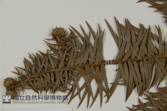 杉木藏品圖，第4張