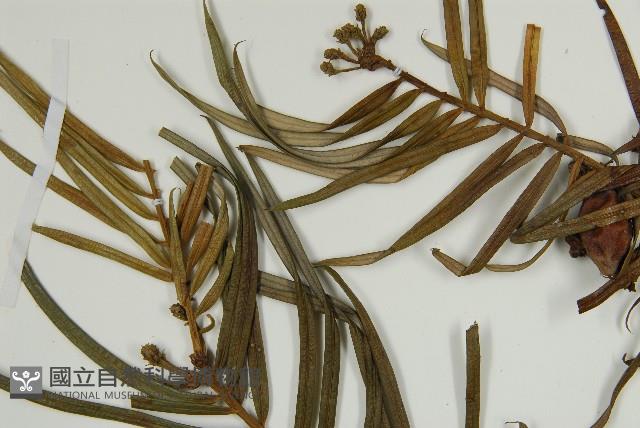 三尖杉藏品圖，第4張