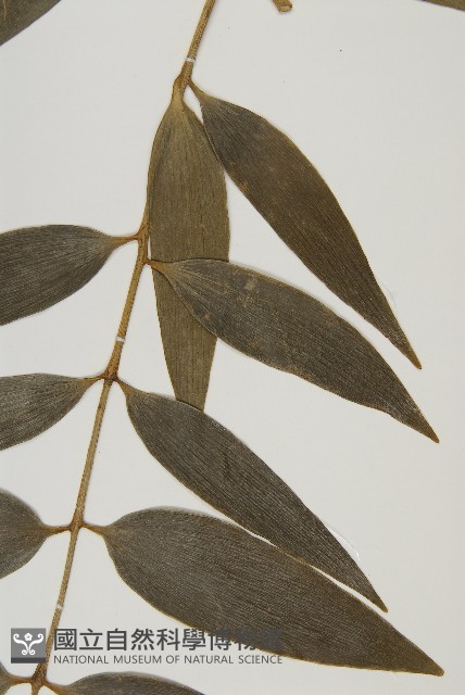 菲律賓貝殼杉藏品圖，第4張