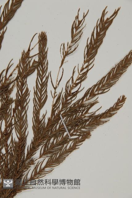 柳杉藏品圖，第4張