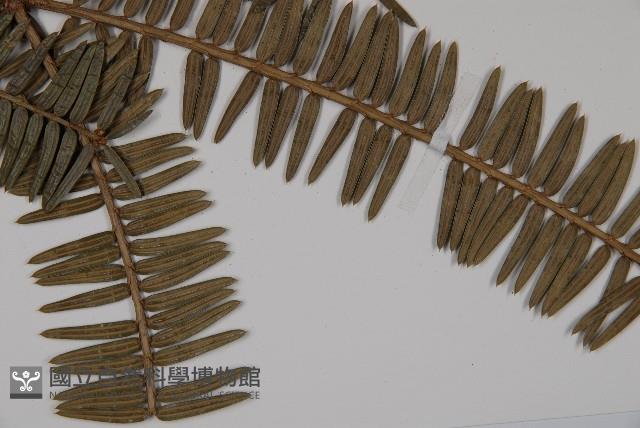 登錄號:G000292藏品圖，第4張