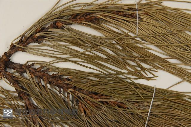 油松藏品圖，第4張