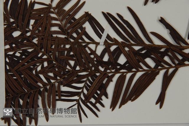 南方紅豆杉藏品圖，第4張