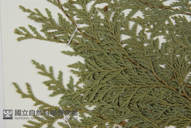 紅檜藏品圖，第4張