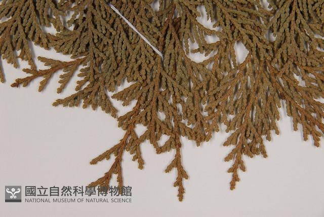 臺灣扁柏藏品圖，第4張