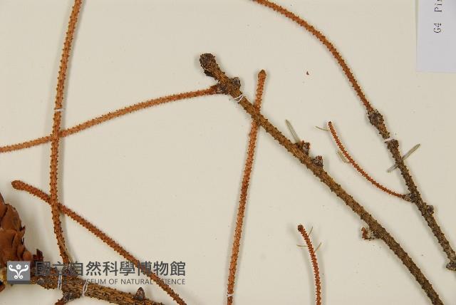 登錄號:G001062藏品圖，第4張