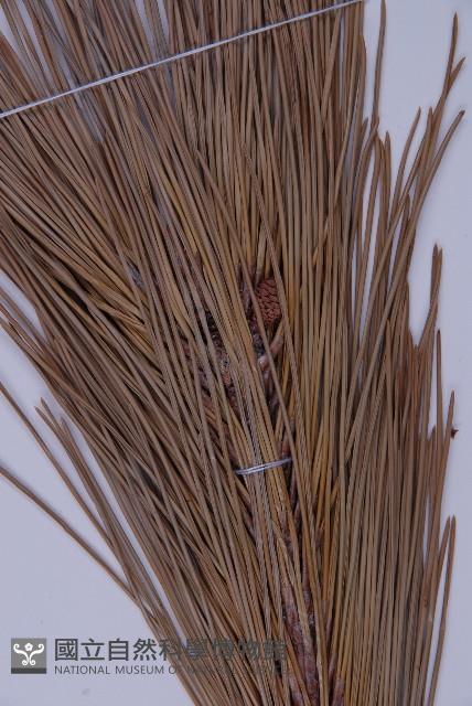 Black pine Collection Image, Figure 4, Total 4 Figures