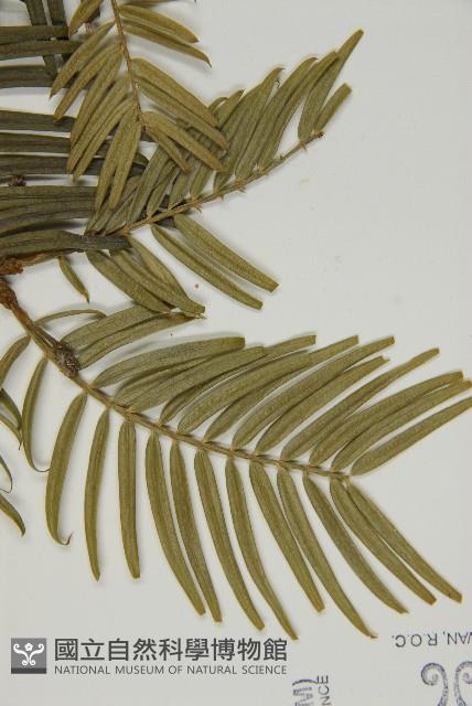 臺灣粗榧、台灣三尖杉藏品圖，第4張